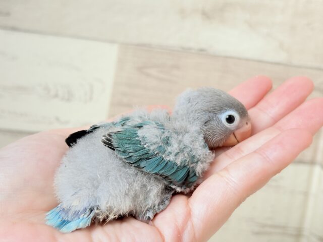 ブルーボタンインコ