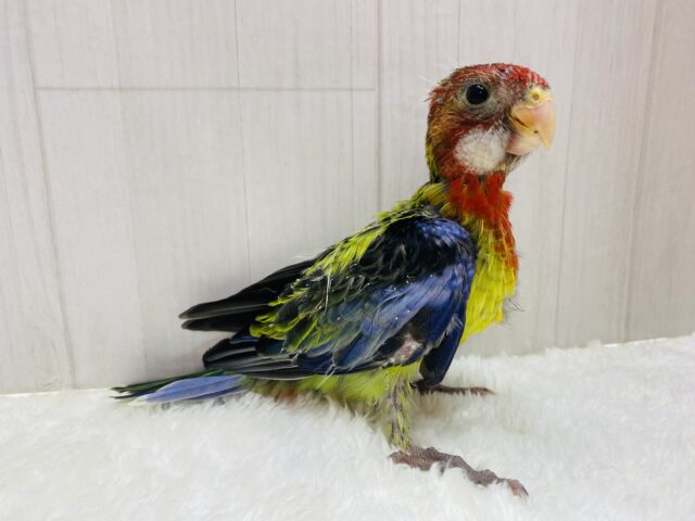 ナナクサインコ（七草インコ）