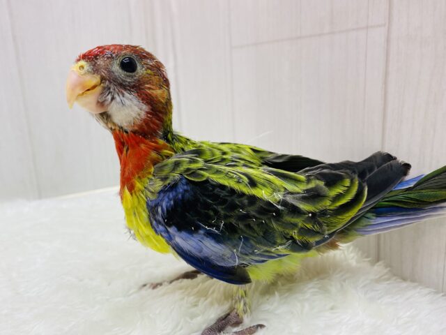 最新画像有ります⭐️激レア‼️BIGヒナちゃん👶ナナクサインコさん来ました〜