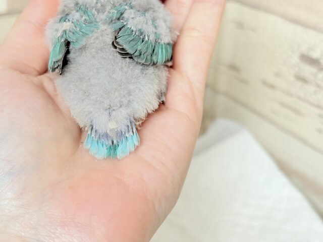 ブルーボタンインコ