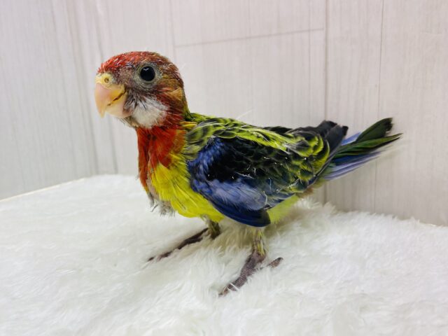 ナナクサインコ（七草インコ）