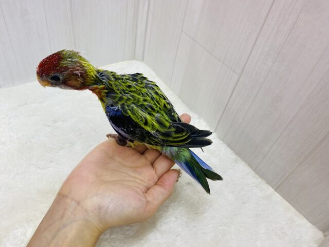 ナナクサインコ（七草インコ）