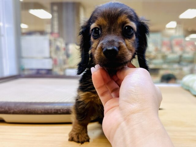 ミニチュアダックス