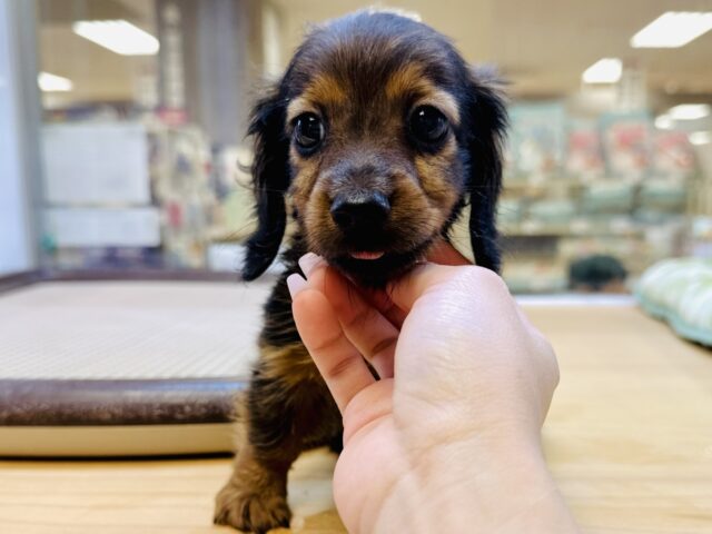 ミニチュアダックス