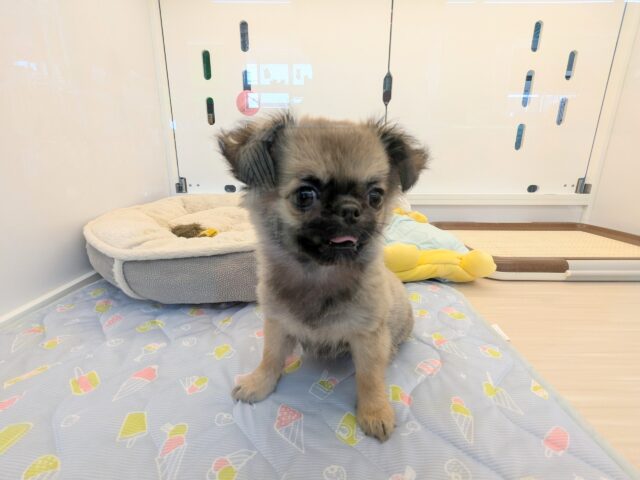 最新画像更新☆天使級な可愛さ💗💗💗　ロングコートチワワの女のコ　2025/7/2撮影