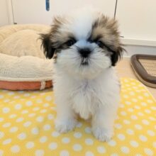 最新画像更新☆メロメロ可愛い💗　シーズーの男のコ💙　2025/7/2撮影