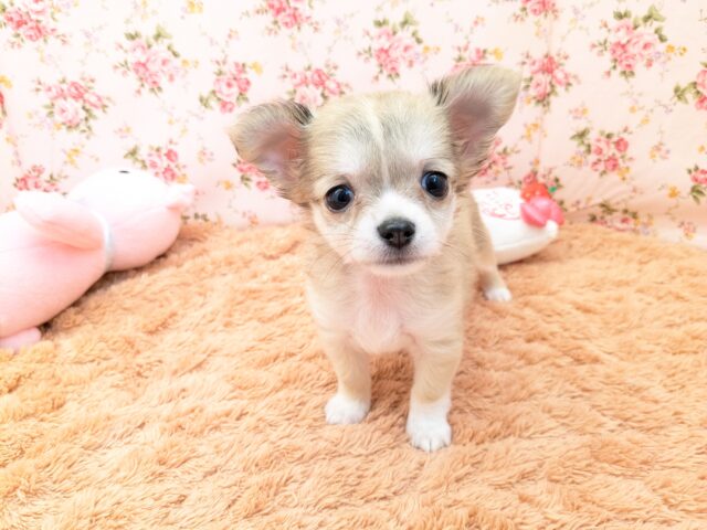 やる気❕元気❕かわいい💗　ロングコートチワワの女のコ　2025/7/11撮影