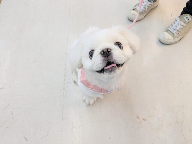 最新画像更新☆もっふもふの妖精💙　ペキニーズの男のコ　2025/7/26撮影