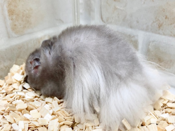 ゴールデンハムスター