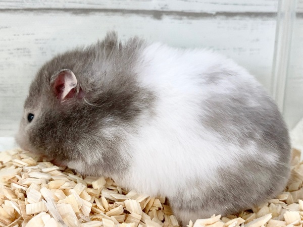 ゴールデンハムスター