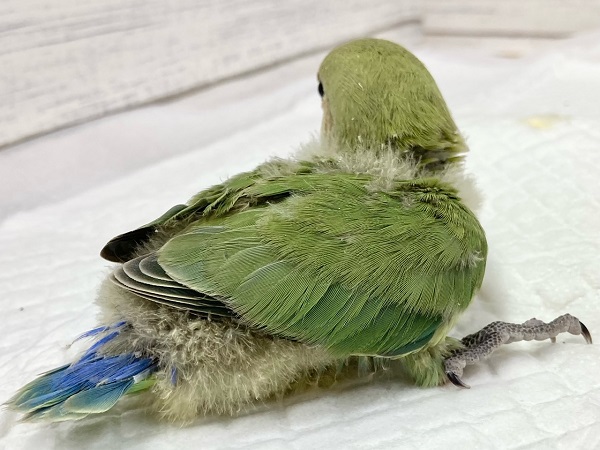 コザクラインコ（小桜インコ）