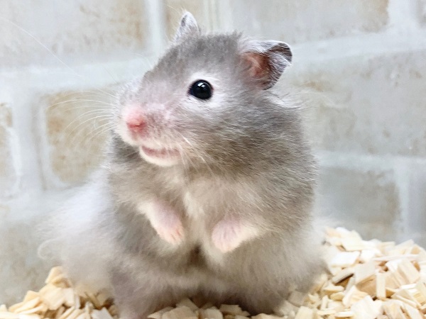 ゴールデンハムスター