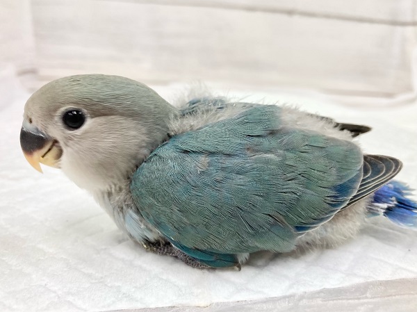 最新画像になります☆特別感、いっぱい☆彡 コザクラインコ(ブルー コザクラインコ(小桜インコ)