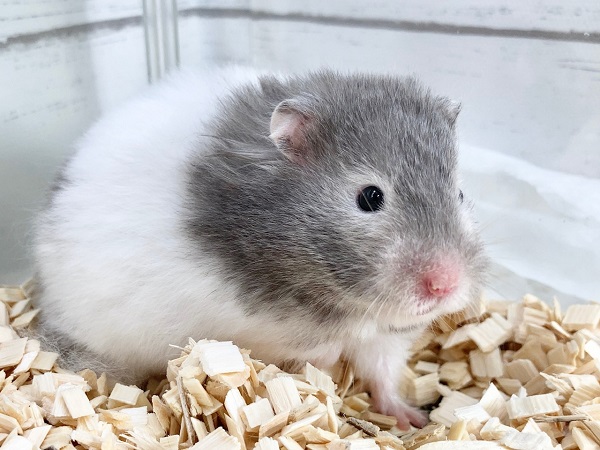 ゴールデンハムスター