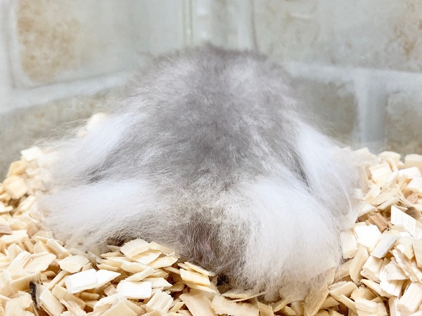 ゴールデンハムスター