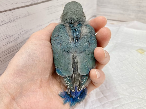 最新画像になります☆特別感、いっぱい☆彡 コザクラインコ(ブルー コザクラインコ(小桜インコ)