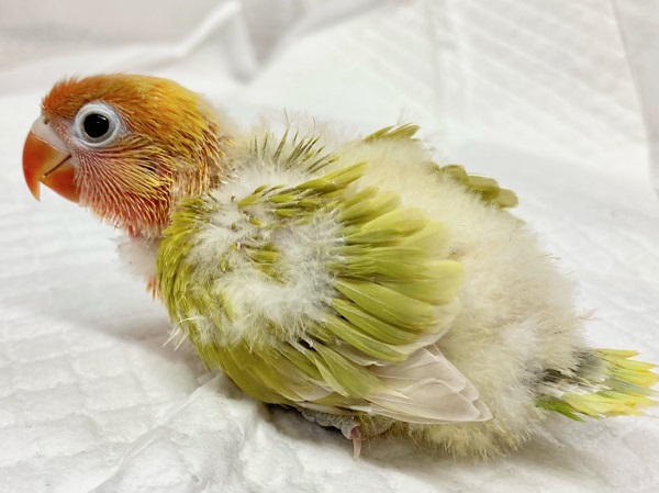 ヤマブキボタンインコ