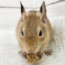 デグー（サンド）　男の子　抱っこOK！カキカキもできます♪