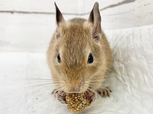 デグー（サンド）　男の子　抱っこOK！カキカキもできます♪