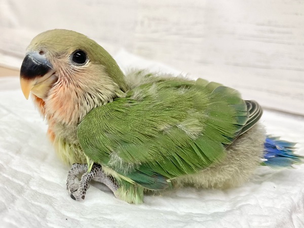 コザクラインコ（小桜インコ）