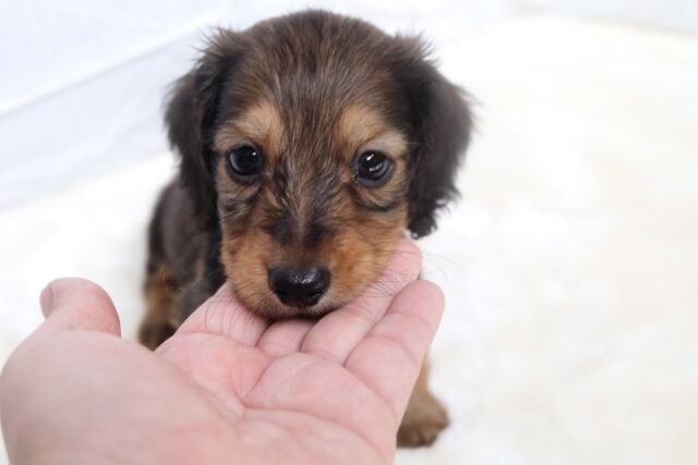 10/17最新🎥なでなでもご飯も大好き♡ミニチュアダックスフンド(レッド)2025年6月7日生まれ 男の子 ミニチュアダックス