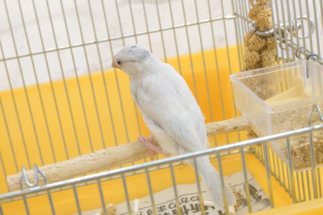 シルバー文鳥