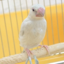 最新画像になります☆　ヒナの食事はもう卒業っ☆甘えられたら要ちゅうい～　シルバー文鳥～～