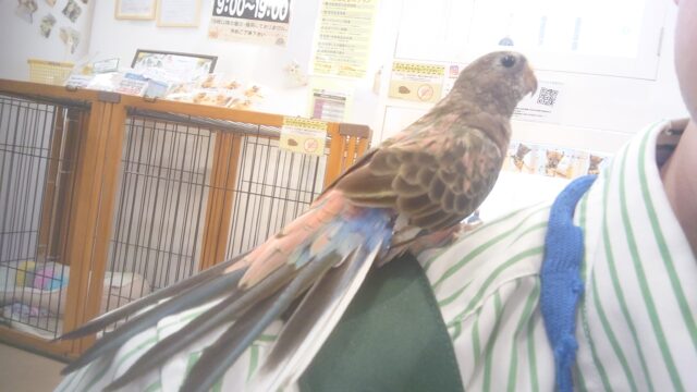 アキクサインコ（秋草インコ）