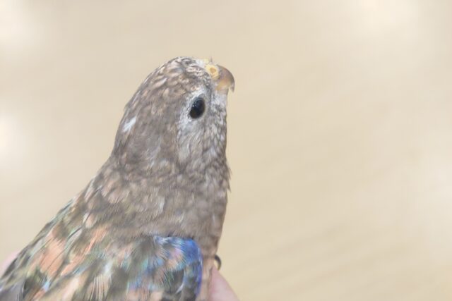 アキクサインコ（秋草インコ）
