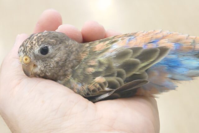 アキクサインコ（秋草インコ）