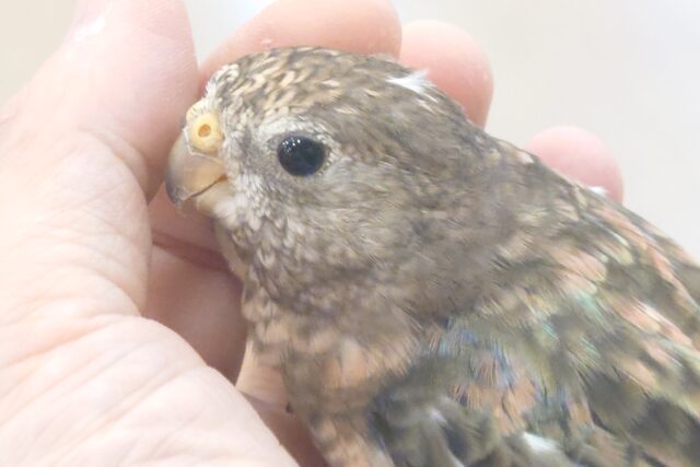 アキクサインコ（秋草インコ）