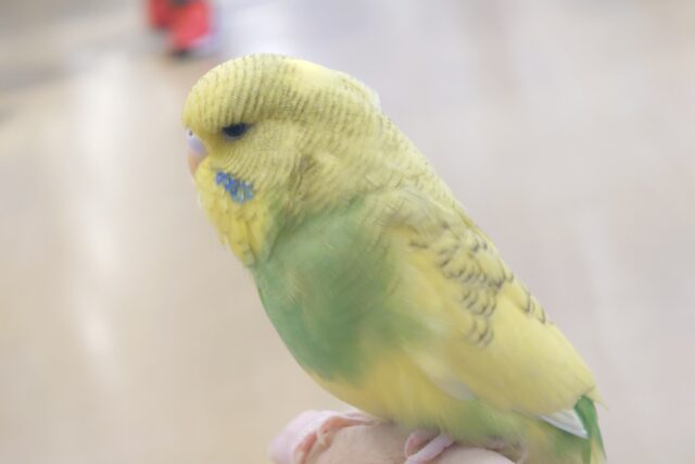 ジャンボセキセイインコ