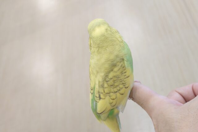 ジャンボセキセイインコ