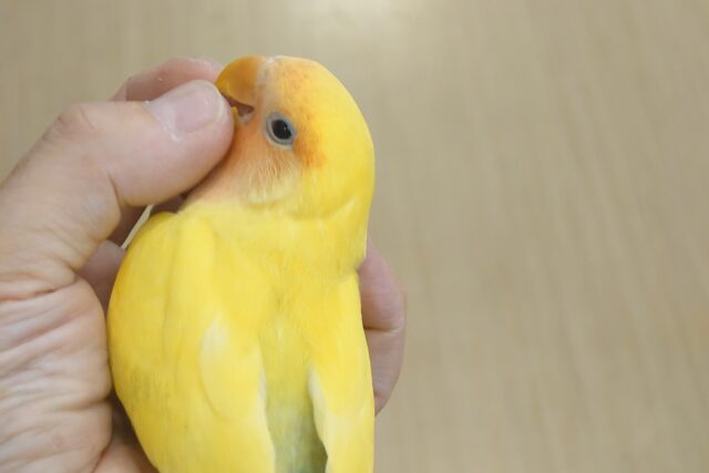 コザクラインコ（小桜インコ）