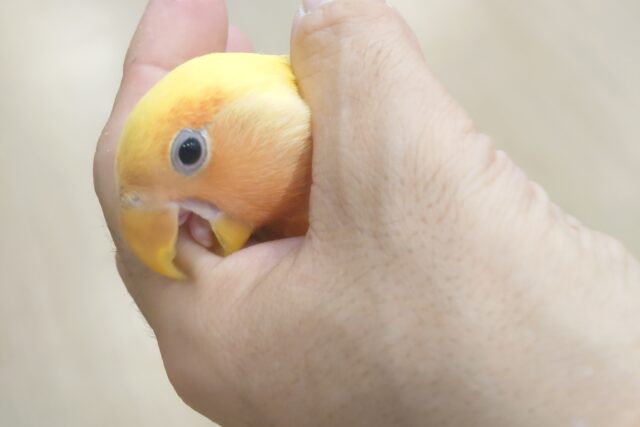 コザクラインコ（小桜インコ）