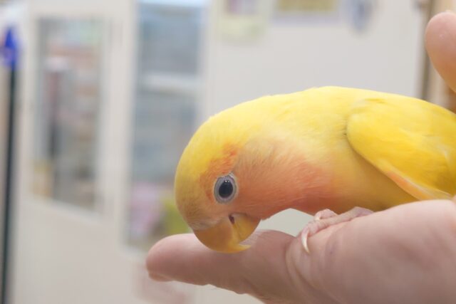 コザクラインコ（小桜インコ）