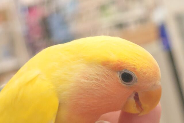 コザクラインコ（小桜インコ）