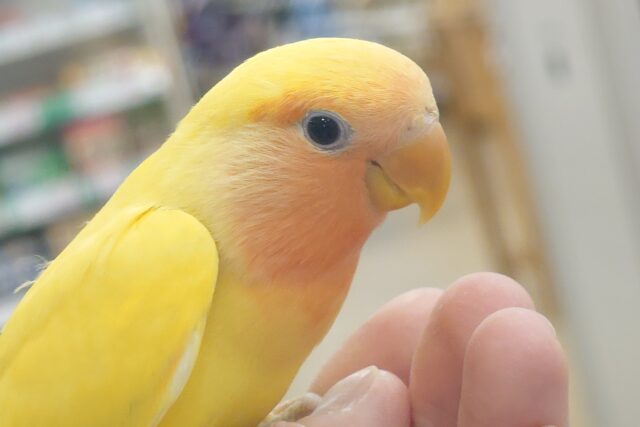 コザクラインコ（小桜インコ）