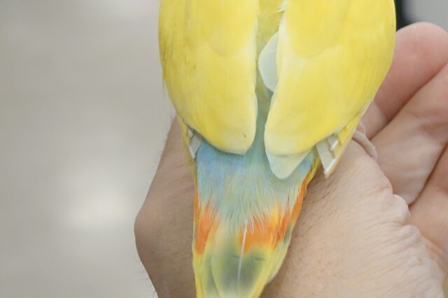 コザクラインコ（小桜インコ）