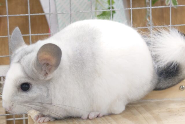 チンチラ