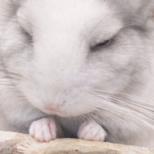 最新画像になります☆　ぱんっぱんっっ　はじけそう。。可愛らしさっ♪　チンチラ　パイド～～