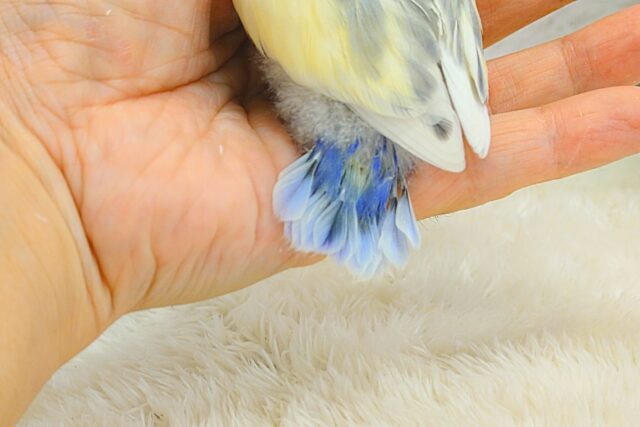 コザクラインコ（小桜インコ）