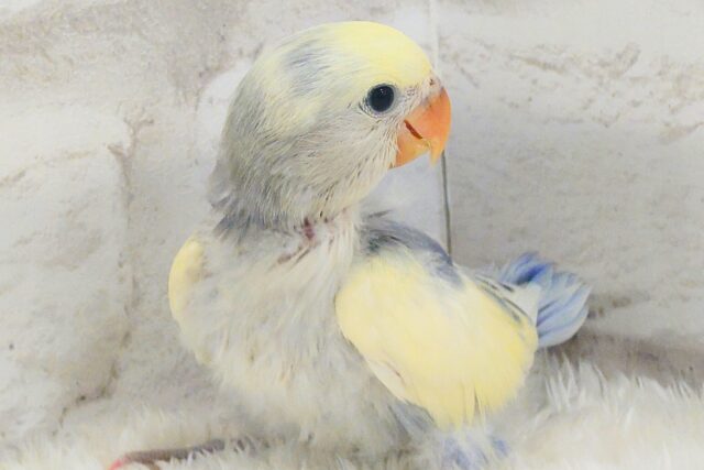 コザクラインコ（小桜インコ）