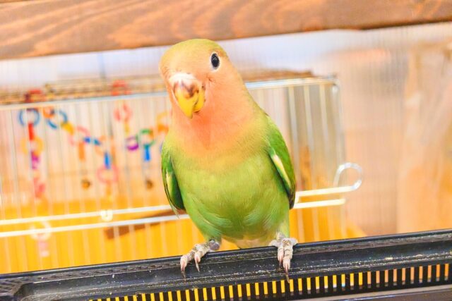 コザクラインコ（小桜インコ）