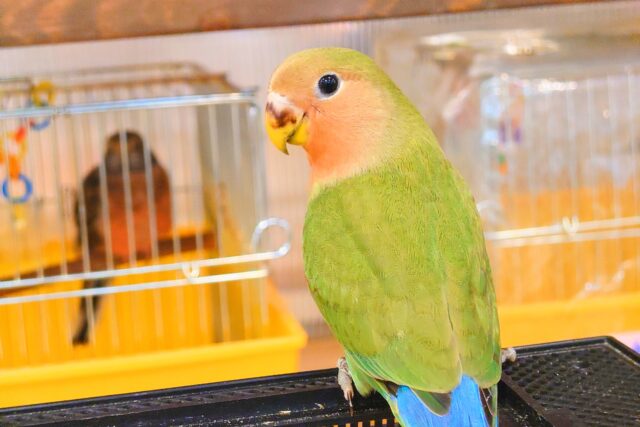 コザクラインコ（小桜インコ）