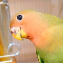 【最新画像更新🪄】🐣くりくりおめめのトリコです💖コザクラインコ(ノーマル) ヒナ