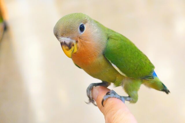 コザクラインコ（小桜インコ）