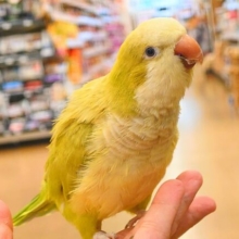 最新動画になります☆小声で「イイコっ♫」　　ちょい強気なオキナさん～～オキナインコーーパステルグリーン☆