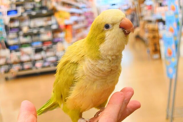 最新動画になります☆小声で「イイコっ♫」　　ちょい強気なオキナさん～～オキナインコーーパステルグリーン☆