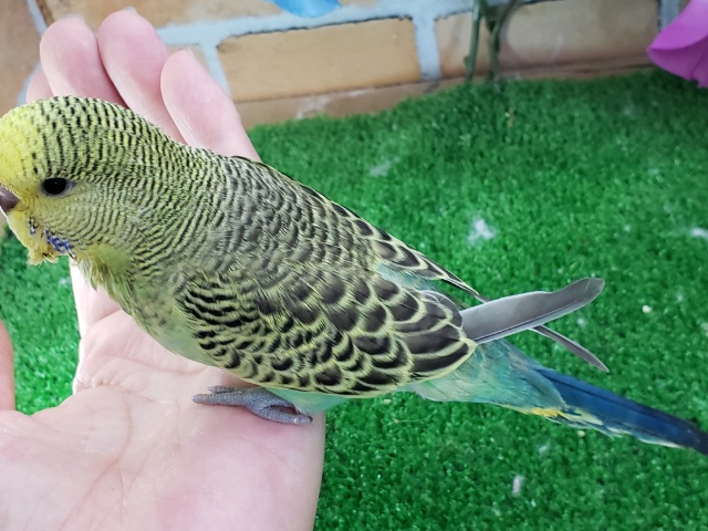 ジャンボセキセイインコ